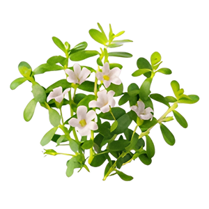 Bacopa Monnieri Extract