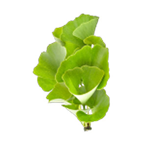 Ginkgo Biloba Extract