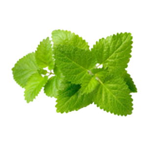 Lemon Balm Extract
